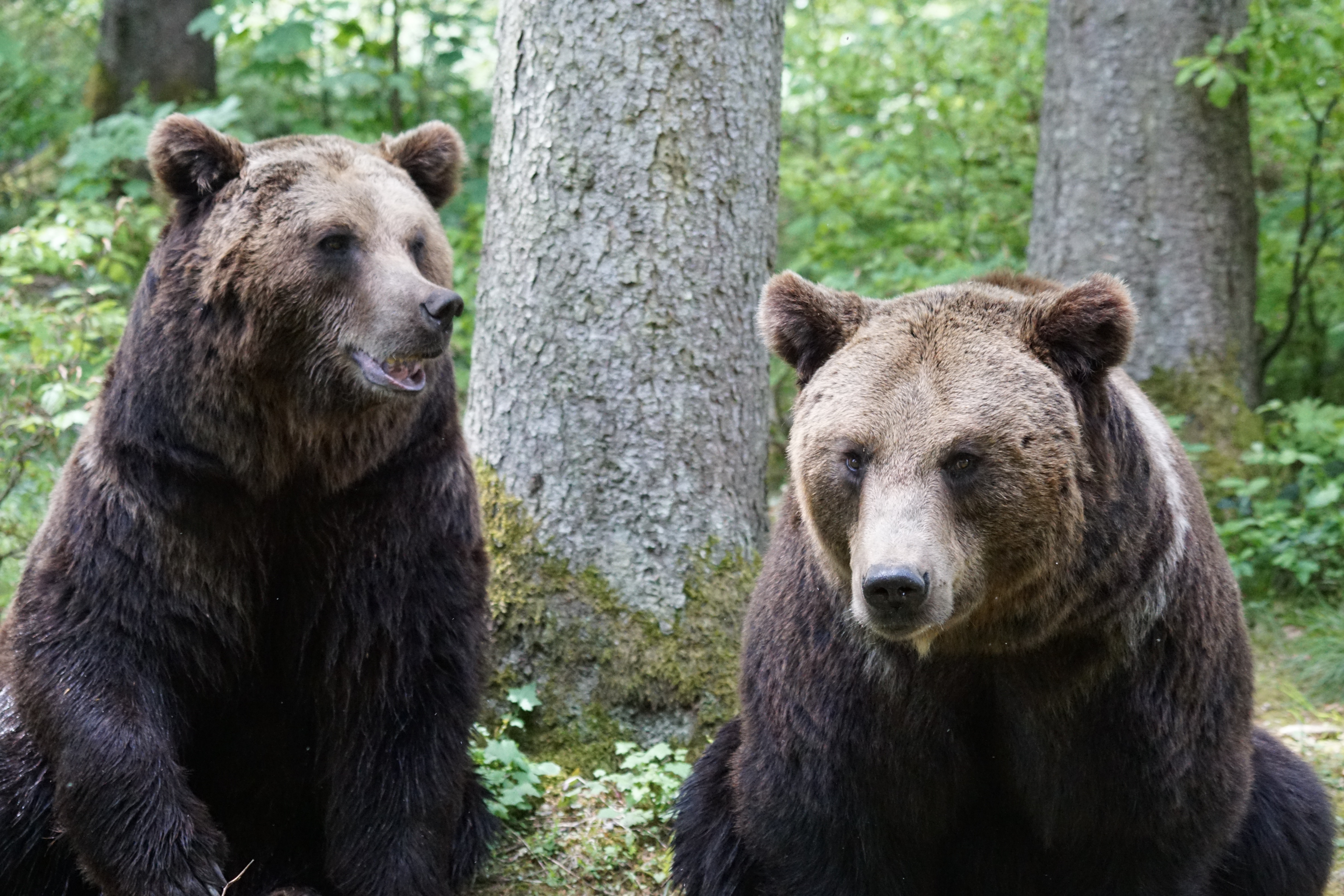 Bear image